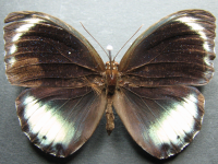 Elymnias agondas australiana - Adult